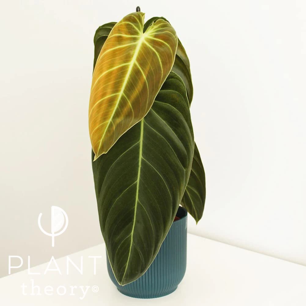 Plant Theory 40cm Philodendron Melanochrysum BlackGold Philodendron Indoor Plant 12cm Pot