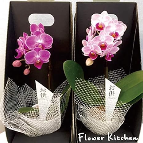 Amazon 産地直送の花ギフト 椎名洋ラン園のマイクロ胡蝶蘭 2 5号鉢 1本立ち お供え用 陶器鉢入り 観葉植物 オンライン通販