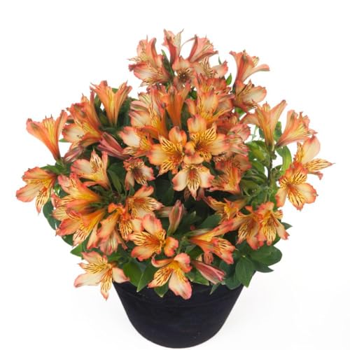 Image of Alstroemeria 'Inticancha Bryce' - Compact Peruvian Lily for Patio Containers, Long-Lasting Cut Flowers, Hardy Perennial – 1x 3 Litre Potted Plant by Thompson & Morgan