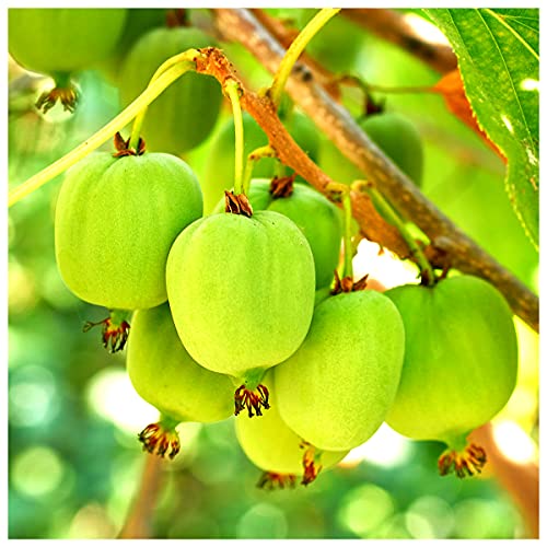Self-Fertile Mini Kiwi Fruit 'Issai' in a 2L Pot, Chinese Gooseberry Plant 3fatpigs®