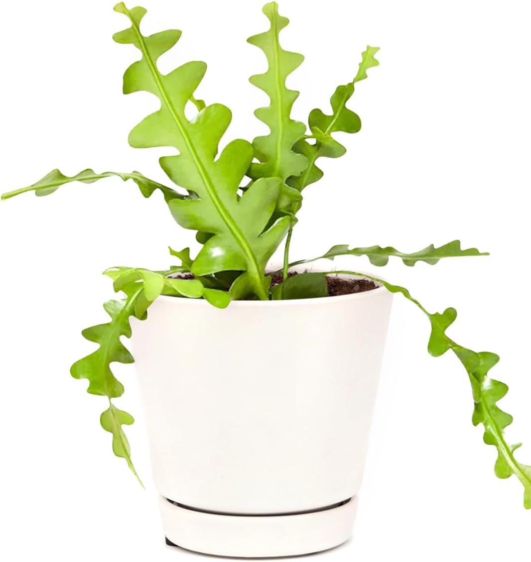 SUCCULENTS BOX | Unique Collection of Live Cactus Plants, Fishbone Cactus (4" + Minimalist Pot w. Saucer), Hand Selected, Rare Varieties for Gift or Home Decoration