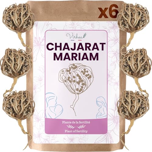 VIRHEA® Rose von Jericho Chajarat Mariam x6 - Echte Maryam Pflanze - Wunderschöne Kaf Pflanze für Dekoration - Ideal für Ihre Wohnung oder als Geschenk