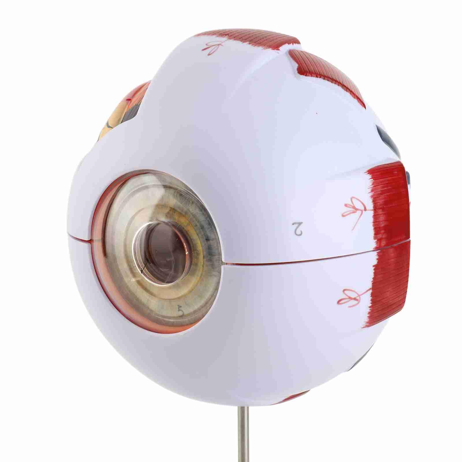 Baxnore Human Eye Anatomy Model 6x Structure de globe oculaire agrandie Strong PVC 7 parties détachables pour l'enseignement médical Science Education Ophtalmology Affichage