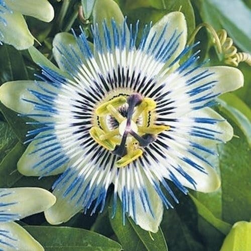 Amazon.co.jp: 種 花たね トケイソウ 1袋（80mg) / 花種 時計草 花の種