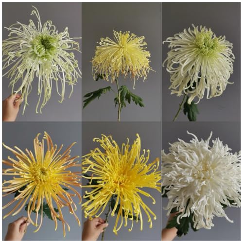 semi di crisantemo - giardino resistenti biologici, balcone perenni 80pcs