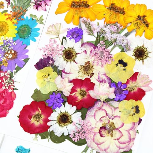 12 tipos flores prensadas secas 35 pcs para manualidades miniatura 2