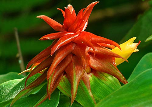 Asklepios-seeds® - 20 Seeds Costus Lima,