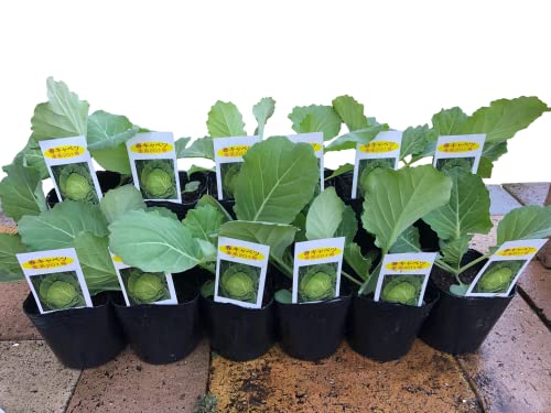 Ay__Ƃ̖ؕcLxc 12|bgZbgz̎璎ɂ 3|bg(9p) ƒ؉ K[f v^[ S S Ă₷ lC (12)