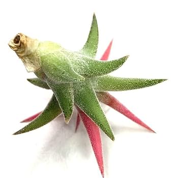 Amazon｜(現品) チランジア イオナンタ バンハイニンギー 斑入り