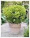 Produktbild Stauden Gänge 1 x Euphorbia x martinii (Stauden/Staude/Mehrjährig/Winterhart/Immergrün) Bastard Wolfsmilch - Zeitlose Schönheit mit mediterranem Flair - sehr Bienenfreundlich