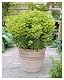 Wolfsmilch Stauden Gänge 1 x Euphorbia x martinii