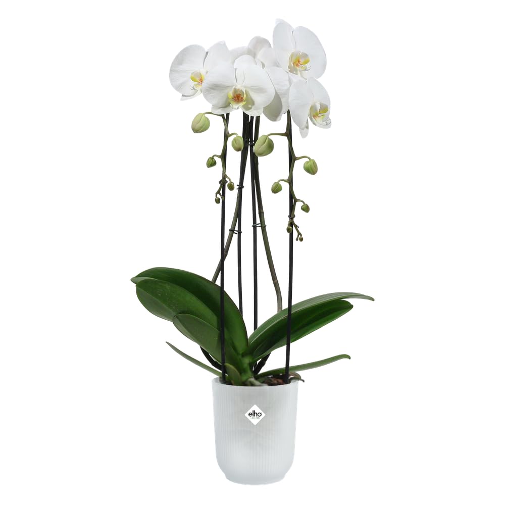 elho Vibes Fold Orchid High 12,5cm - Orchid Pot Indoor - Flower Pots Indoor - 100% Recycled Plastic - Transparent/Transparent - Image 3