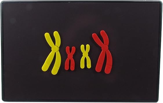Meiosis Change Component Anatomical Human Chromosome Model Portable Easy Assembly Chromosome Changes Model for Teacher Home
