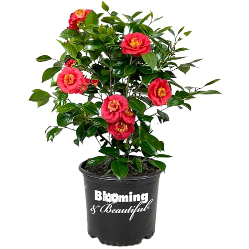 April Tryst Camellia