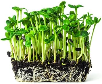 Black Oil Sunflower Seed 4 LB