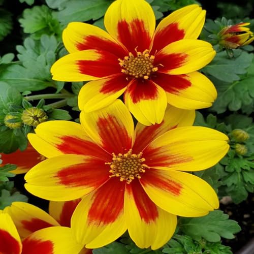 100pcs Red Yellow Bidens Flower Seeds