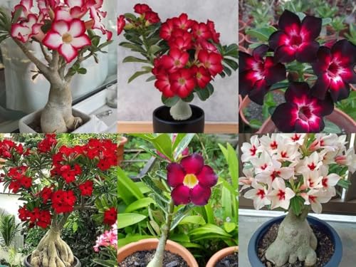 Image of Adenium Live Plant with Pot | Desert Rose Flowering Bonsai Plant for Home Garden Balcony | Beautiful Ornamental Flower Plant for Indoor Outdoor Decoration a€ inch Pack of 1