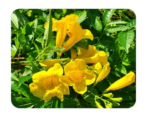 Gold Star Esperanza Texas Star Yellow Bells - Tecoma stans - Live Plant - Profuse Golden Flower - Emerald Goddess Gardens - Starter Sz 4 Inch Pot