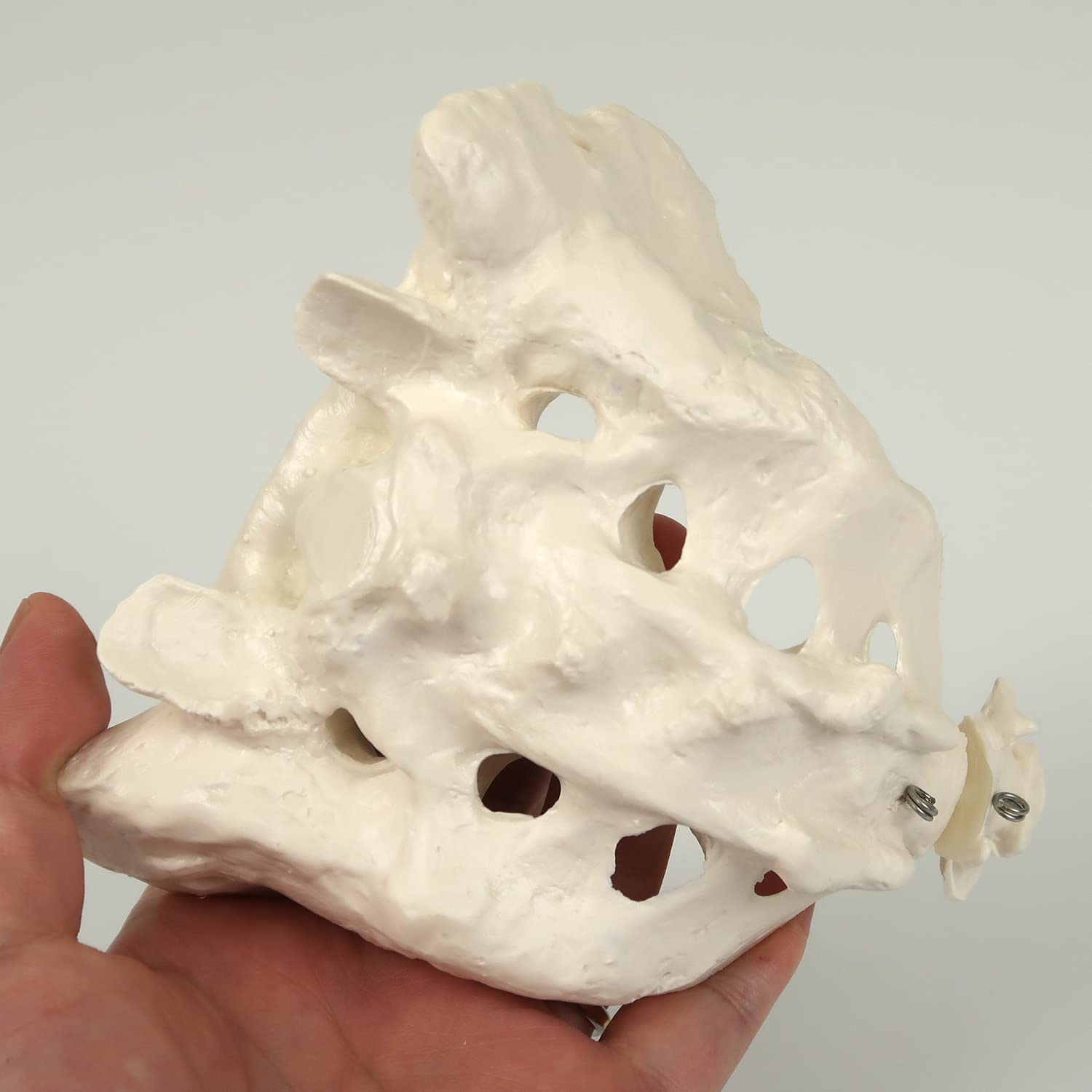 3B Scientific Menschliche Anatomie - Kreuzbein mit Steißbein + kostenlose Anatomie App - 3B Smart Anatomy