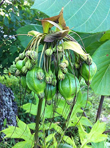 Semilla de maceta 10 Semi Freschi Tacca Leontopetaloides Arrurruz