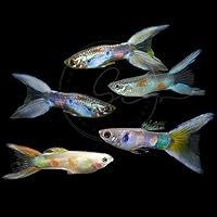 Vista 7 de Swimming Creatures 6 peces machos de fantasía variados vivos para acuario tropical de agua dulce