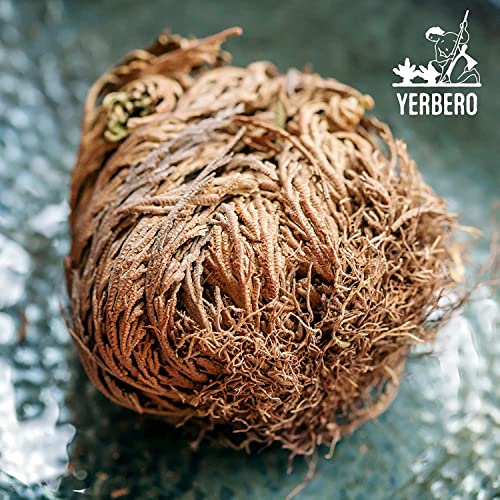 Yerbero 6 Pack Flor Seca Rosa de Jericó Grande 2.5''-3.5'' miniatura 4