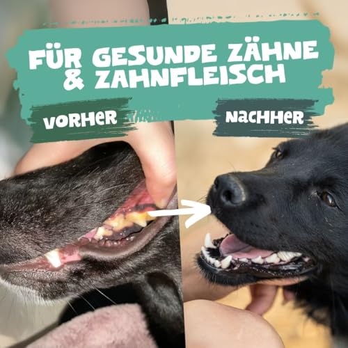 Pets Purest Zahnpflege Pulver - 100% Natürliche Zahnsteinentferner Hund, Katzen & Haustiere 185g. Zahnpflege Katzen & Hunde - für Mundgeruch, Zahnstein & Zahnfleischerkrankungen