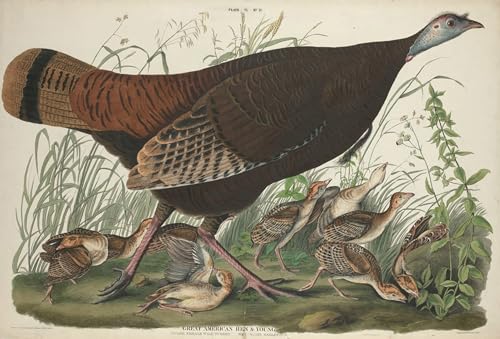 Tableau Impressions d'art Mural Poule et Jeune par John Audubon 60x90cm
