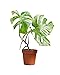 Produktbild PLNTS - Monstera Deliciosa Variegata (b-grade) - Zimmerpflanzen, Pflanzen Echt, Nachhaltige Verpackung - 15cm Topf - Höhe 40cm - Direkt von der Gärtnerei