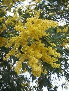 plant buddleia Bloomables Buddleia Plant main image 1
