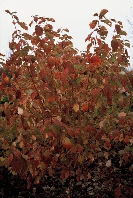 Cornus sanguinea 'Midwinter Fire' – 24 Pflanzen – 10-25cm – Ø9cm – Strauch mit leuchtend orange-roten Winterzweigen – Winterhart & pflegeleicht
