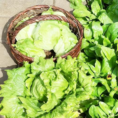 semi di lattuga a foglia - esotiche fresche giardino balcone resistenti vecchie 600pcs