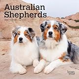 Australian Shepherds | 2026 7 x 14 Inch (Hanging) Monthly Mini Wall Calendar | BrownTrout | Animals Dog Breeds