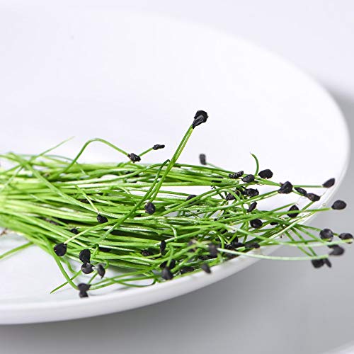 Microgreens Chives Garlic Grow All Year Round 1 Packet (200 Seeds) by Thompson and Morgan