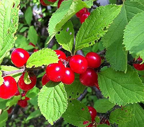 Nanking Cherry (Prunus Tomentosa) 100 Seeds For Planting, Open Pollinated, Heirloom, Non-Gmo, Manchu Cherry, Downy Cherry, Ando Cherry, Mountain Cherry, Chinese Bush Cherry, And Chinese Dwarf Cherry. #TOP1