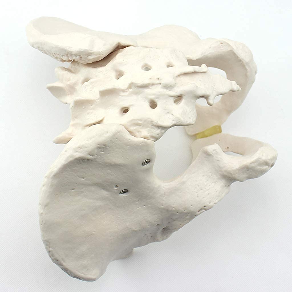 Modello anatomico pelvico Modello pelvico Maschile Materiale in PVC Anatomia Umana Modelli scientifici per Modello pelvico Medico Modello Scheletrico