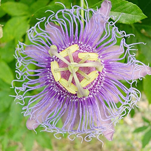 Passiflora Incarnata Seeds Purple Passion Flower Exotic Hardy Perennial Climber Edible Fence Garden Wall Trellis Outdoor 10Pcs Flower Seeds By Yegaol Garden #TOP13