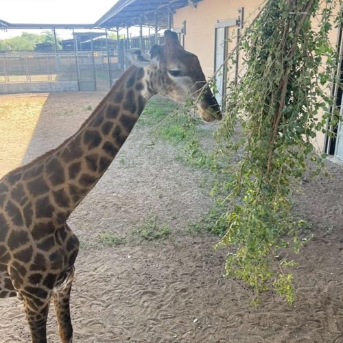 Page de couverture de Episode 18 - Inside Sharjah Safari Clinics (03.04.24)