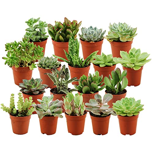 ZynesFlora Succulentes Naturelles en pot de fleurs Ø 5.5 cm - Lot de 18 - Hauteur: 5-10 cm - Mélange de Succulentes Petite Variétés Diverses Plantes...