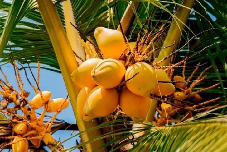 Baishnab Live Dwarf Variety Coconut/Coco Palm Tropical Fruit Plant