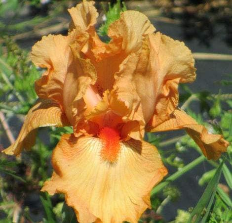 Orange Harvest, Colorful Bearded REBLOOMING IRIS (1) Rhizome/Bulb/Root Ready for Planting Now
