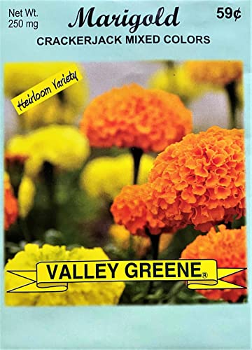 Set of 50 Marigold - Crackerjack Mixed Colors Annual Flower Seed Packets - Perfect for Creating Your Dream Garden! - Includes 50 Packets of Marigold - Crackerjack Mixed Colors Seeds!
