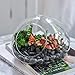 NCYP Small Plant Terrarium for Succulent, Modern Tabletop Display Glass Planter, Clear Miniature Micro Landscape, 7