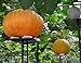 Semillas de calabaza gigante 5+ (Cucurbita moschata) Semillas de plantas de vegetales...