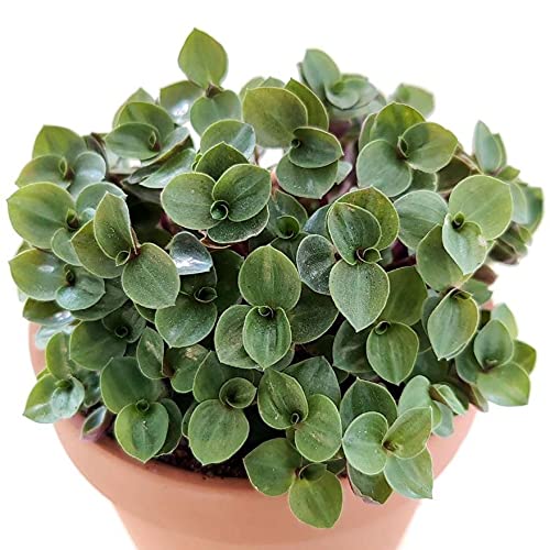 Bolivian Wandering Jew