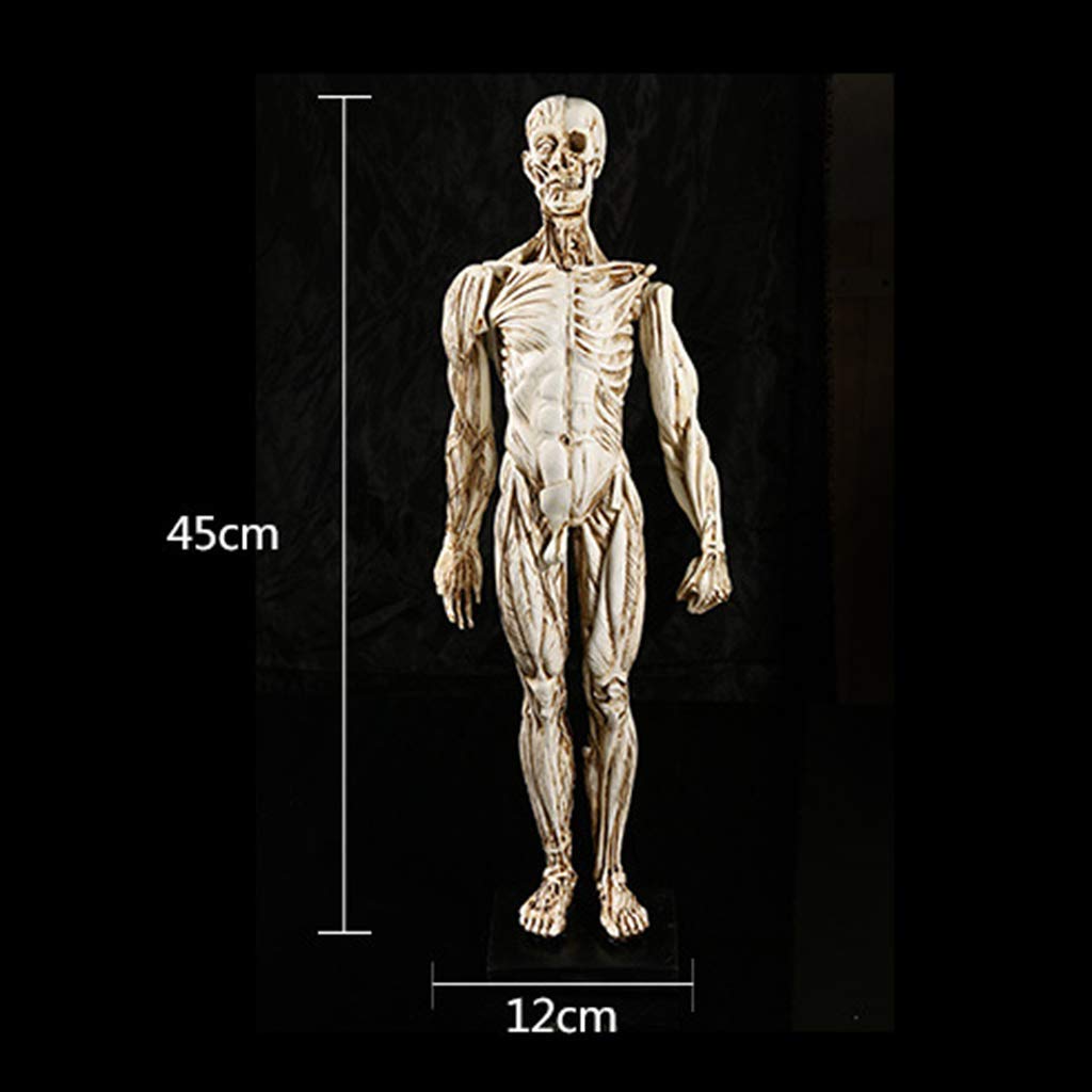 Model edukacyjny, anatomiczny model szkieletu człowieka - 1:1 naturalnej wielkości model anatomii człowieka - biologia medyczna pomoc dydaktyczna modele medyczne materiały model szkieletu