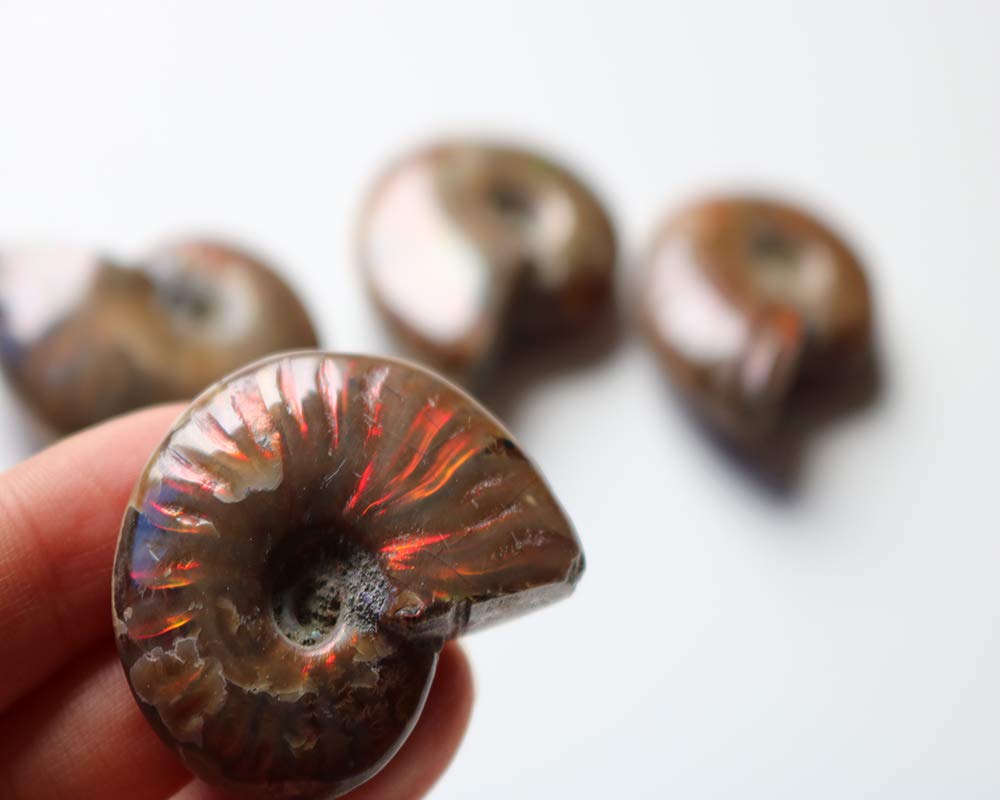 1 Piece Rainbow Iridescent Ammonite Fossil Specimens from Madagascar, Lovely Iridescence Piece Healing Stones for Home Office Decoration, Gifts and Jewelry Making