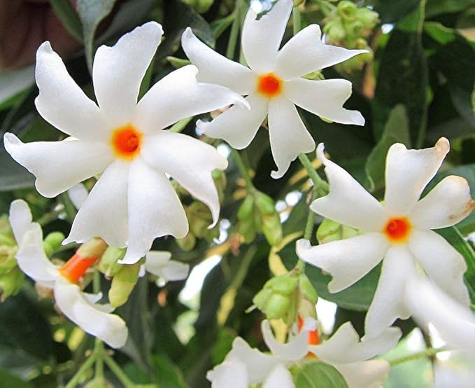 Image of Live Harsingar | Parijat Plant | Night Flowering Jasmine Plant with Pot for Outdoor Garden Plant with pot (HARSINGAR FLOWER PLANT)