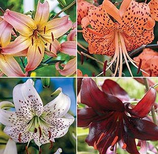 Amazon.com : Pretty Flowering Hybrid Tiger Lily Mix (3