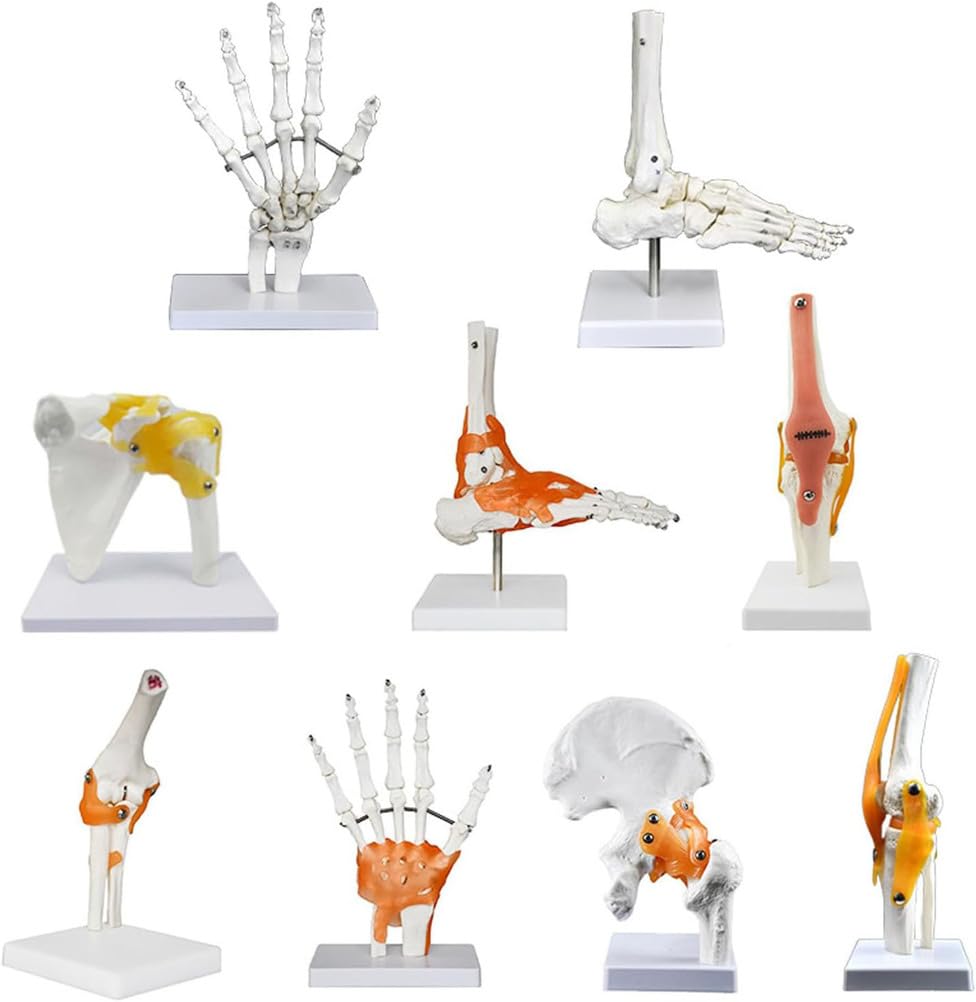 Modelos de articulaciones humanas con pantalla de esqueleto, mano, pie, hombro, rodilla, cadera, codo, modelo anatómico para educación médica y entrenamiento